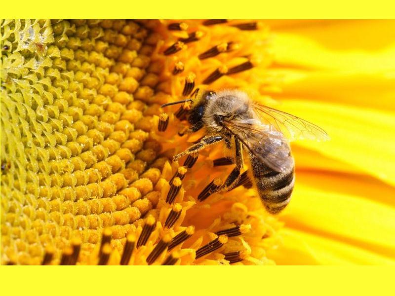Caprices d'abeille Boiscommun-Chemault (Loiret)